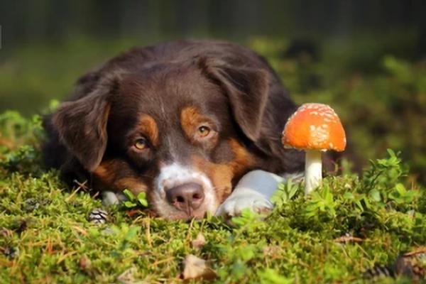 Pilz